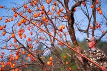 Cây hồng có phải là "cây ác"? 