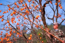 Cây hồng có phải là "cây ác"? 