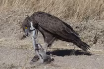 Thuộc top 5 rắn độc, Mamba đen vẫn là mục tiêu của đại bàng