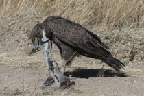 Thuộc top 5 rắn độc, Mamba đen vẫn là mục tiêu của đại bàng