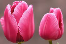 Quý cô sinh ngày Âm lịch này hôn nhân hạnh phúc, kinh tế sung túc