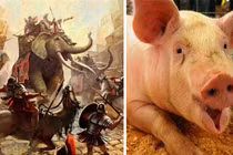 Giải mã vũ khí siêu lạ của quân La Mã cổ đại: "Lợn diệt voi"