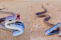 Việt Nam có loài rắn trông hung hăng nhưng mang lại lợi ích tuyệt vời 