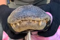 Phát hiện con cá sấu dài 2,4m trốn trên gác mái nhà