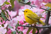 Trước Tết Nguyên đán, 4 con giáp quý nhân giúp đỡ, tài lộc không thiếu