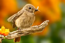 3 con giáp “mệt mỏi” đếm tiền, tháng 10 đạt đỉnh cao mới