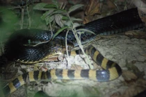 Rắn hổ mang chúa xơi tái rắn cạp nong có nọc độc cực mạnh 