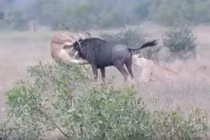Video: Linh dương đầu bò húc thủng bụng sư tử, thoát chết khó tin