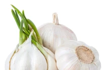 6 loại thực phẩm mọc mầm quý như nhân sâm