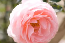 3 con giáp có tiềm năng, dám nghĩ dám làm, ắt nên đại sự