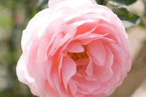 3 con giáp có tiềm năng, dám nghĩ dám làm, ắt nên đại sự