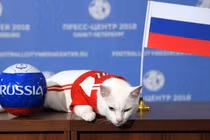 Trung Quốc 'dậy sóng' vì mèo siêu đắt của Nga bị cấm