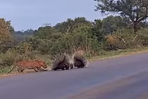 Video: Báo hoa mai bất lực trước sự gan lỳ của gia đình nhím 