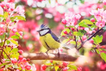 Trước Tết Nguyên đán, 4 con giáp tăng lương, tài khoản nhảy số ầm ầm 