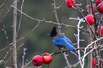 Con giáp tuổi Tuất sinh tháng Âm lịch này gặp nhiều may mắn