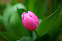 2 tuần tới, 3 tuổi sóng tài lộc cuộn trào, tiền chảy ào vào túi