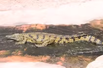 Video: Ngạc nhiên với cảnh cá sấu thi nhau trượt máng nước 