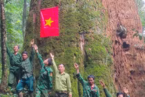 Ngắm cổ thụ Sa mu dầu hơn 2.000 tuổi trong lõi rừng già