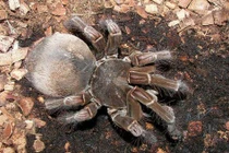 Loài nhện khổng lồ có kích thước bằng một con chó con