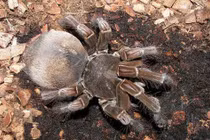 Loài nhện khổng lồ có kích thước bằng một con chó con