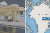 Video: "Quái vật" Bắc Cực bất ngờ trồi lên, đoạt mạng hải cẩu trong chớp mắt