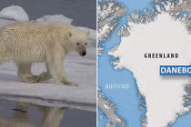 Video: "Quái vật" Bắc Cực bất ngờ trồi lên, đoạt mạng hải cẩu trong chớp mắt