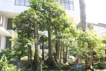 Cây khế “kỳ quái” đồ sộ tới 19 thân, 300 triệu chưa bán