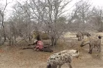 Video: Linh cẩu “trắng trợn” cướp mồi của sư tử đực 