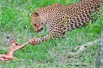 Cứu giúp linh dương, báo hoa mai có âm mưu hiểm độc