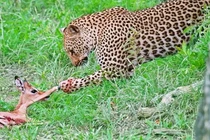 Cứu giúp linh dương, báo hoa mai có âm mưu hiểm độc