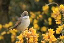 Ai sinh ngày Âm lịch này lắm tài nhưng đường tình duyên gập ghềnh 