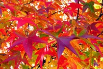 Từ đầu mùa thu: 4 con giáp thăng hoa tài vận, tiền bạc dồi dào 