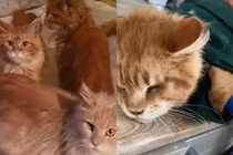 20 con mèo cưng làm điều gây sốc với xác chủ nhân