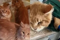 20 con mèo cưng làm điều gây sốc với xác chủ nhân