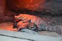 Cặp cá sấu giao phối suốt nửa thế kỷ nhưng không có con