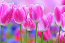 Người sinh vào 5 ngày Âm lịch này, tháng 10 đạt tầm cao mới