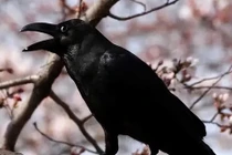 Người xưa nói: "Nửa đêm nghe 4 tiếng kêu, không xui xẻo cũng tai họa"