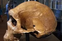 Tại sao lại có lỗ đạn xuất hiện trên các hộp sọ tiền sử?