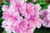 3 con giáp càng gần Tết Giáp Thìn càng nhiều tiền của