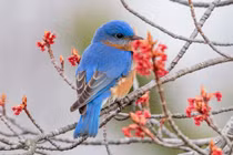 Người sinh ngày Âm lịch này dồn sức cho sự nghiệp, tương lai thành công