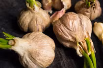 Thường xuyên ăn tỏi mọc mầm tốt cho sức khỏe, ngăn ngừa đột quỵ