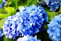 3 con giáp kiệm lời nhưng khôn ngoan, hậu vận ắt thành công