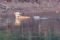 Hy hữu chó nhảy xuống nước được cá sấu cứu