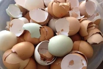 Vỏ trứng xử lý cách này "biến thành" phân bón cực tốt cho cây 