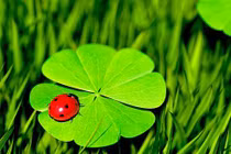 Tháng sinh Âm lịch của người trung thành với bạn bè