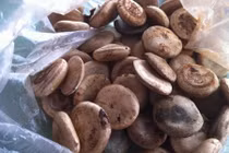 Cây độc: Loài cây "bị nguyền rủa" trên vùng đất thép Củ Chi