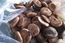 Cây độc: Loài cây "bị nguyền rủa" trên vùng đất thép Củ Chi