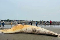 Xác cá voi dài hơn 10m dạt vào bờ biển Nam Định