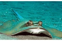 Loài 'cá lạ' trên thế giới đặc biệt thích tấn công phụ nữ xinh đẹp! 