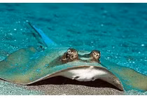 Loài 'cá lạ' trên thế giới đặc biệt thích tấn công phụ nữ xinh đẹp! 